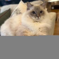 {petName}, a White, Light-grey Ragdoll Cat